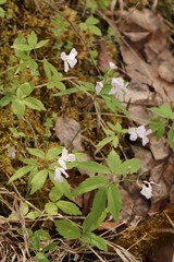 Cardamine altaica