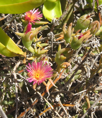 Mesembryanthemum nitidum