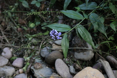 Dichorisandra hexandra