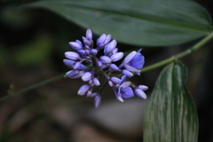 Dichorisandra hexandra