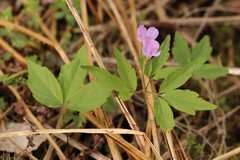 Cardamine altaica