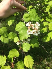 Crataegus coccinioides
