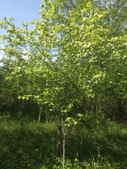 Crataegus coccinioides