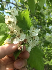 Crataegus coccinioides