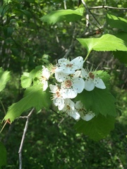 Crataegus coccinioides