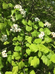 Crataegus coccinioides