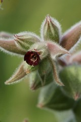 Nonea vesicaria
