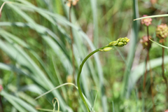 Anthericum liliago
