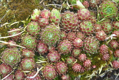 Sempervivum arachnoideum