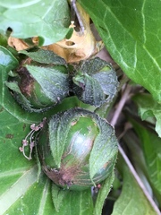 Mandragora autumnalis