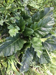 Mandragora autumnalis