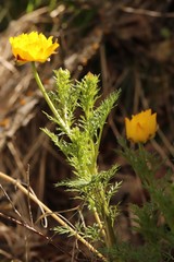 Adonis apennina