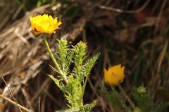 Adonis apennina