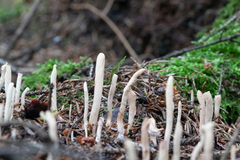 Clavariadelphus ligula