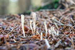 Clavariadelphus ligula