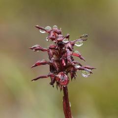 Genoplesium arrectum