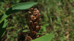 Orobanche amethystea amethystea
