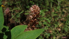 Orobanche amethystea amethystea