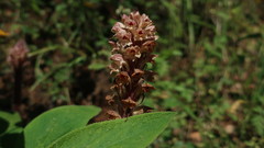 Orobanche amethystea amethystea