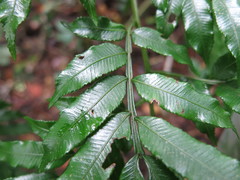 Ptisana pellucida