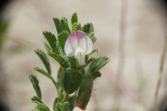 Ononis reclinata
