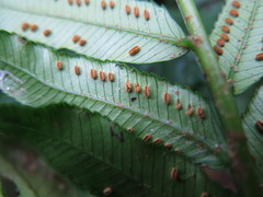 Ptisana pellucida