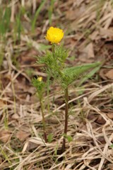 Adonis apennina