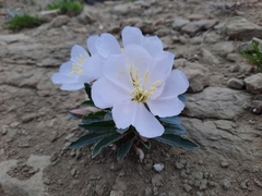 Oenothera cespitosa