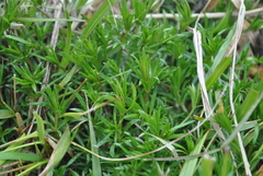 Galium pumilum