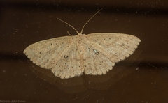Cyclophora turneri