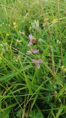 Ophrys apifera