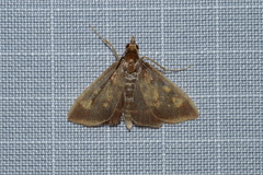 Pyrausta acrionalis