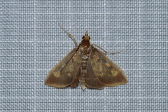 Pyrausta acrionalis