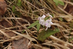 Cardamine altaica