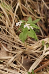 Cardamine altaica