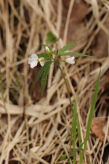 Cardamine altaica