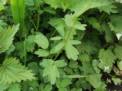 Thalictrum aquilegiifolium