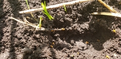 Lasius minutus