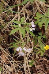 Cardamine altaica