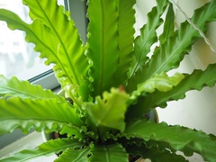 Asplenium scolopendrioides