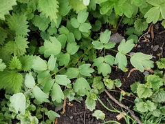 Thalictrum aquilegiifolium