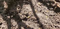 Lasius minutus