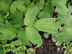 Thalictrum aquilegiifolium