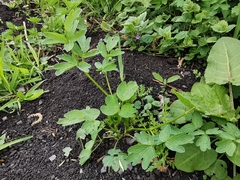 Thalictrum aquilegiifolium