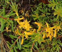 Persoonia chamaepeuce