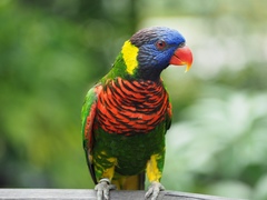 Coconut Lorikeet photo 3