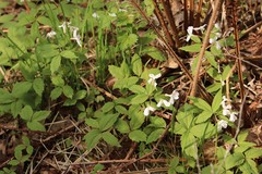 Cardamine altaica