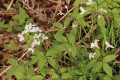 Cardamine altaica