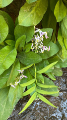 Primula pauciflora zionensis