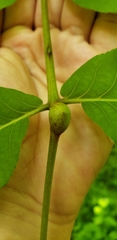 Phylloxera subelliptica